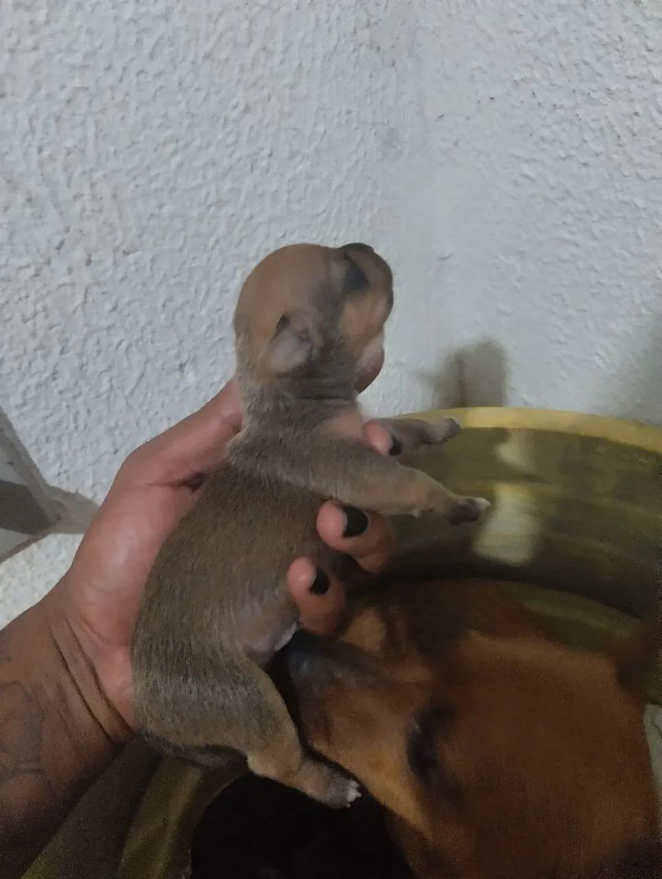 Pinscher 01 - Foto 3