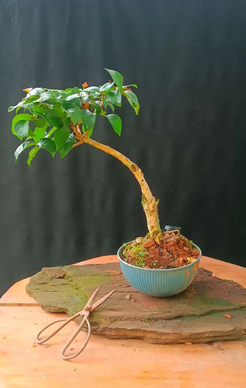 Bonsai de Pitanga! - Foto 5