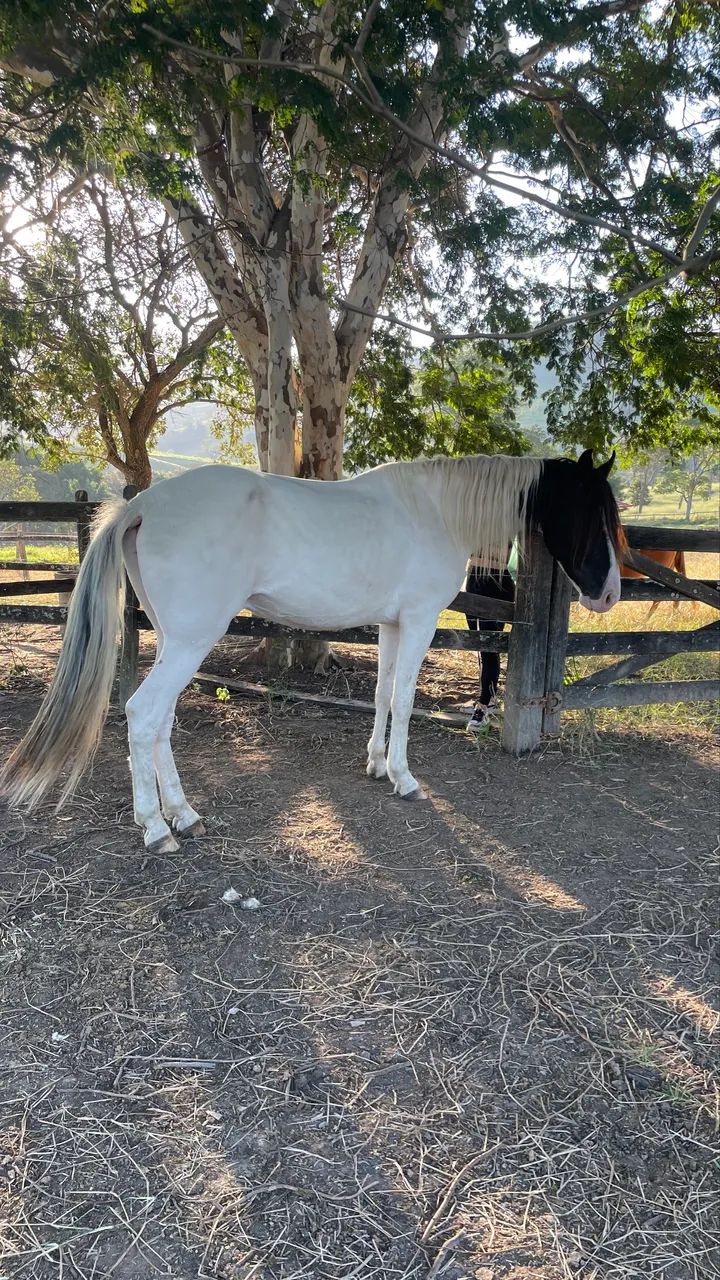 Cavalo Grande TOP - Foto 5