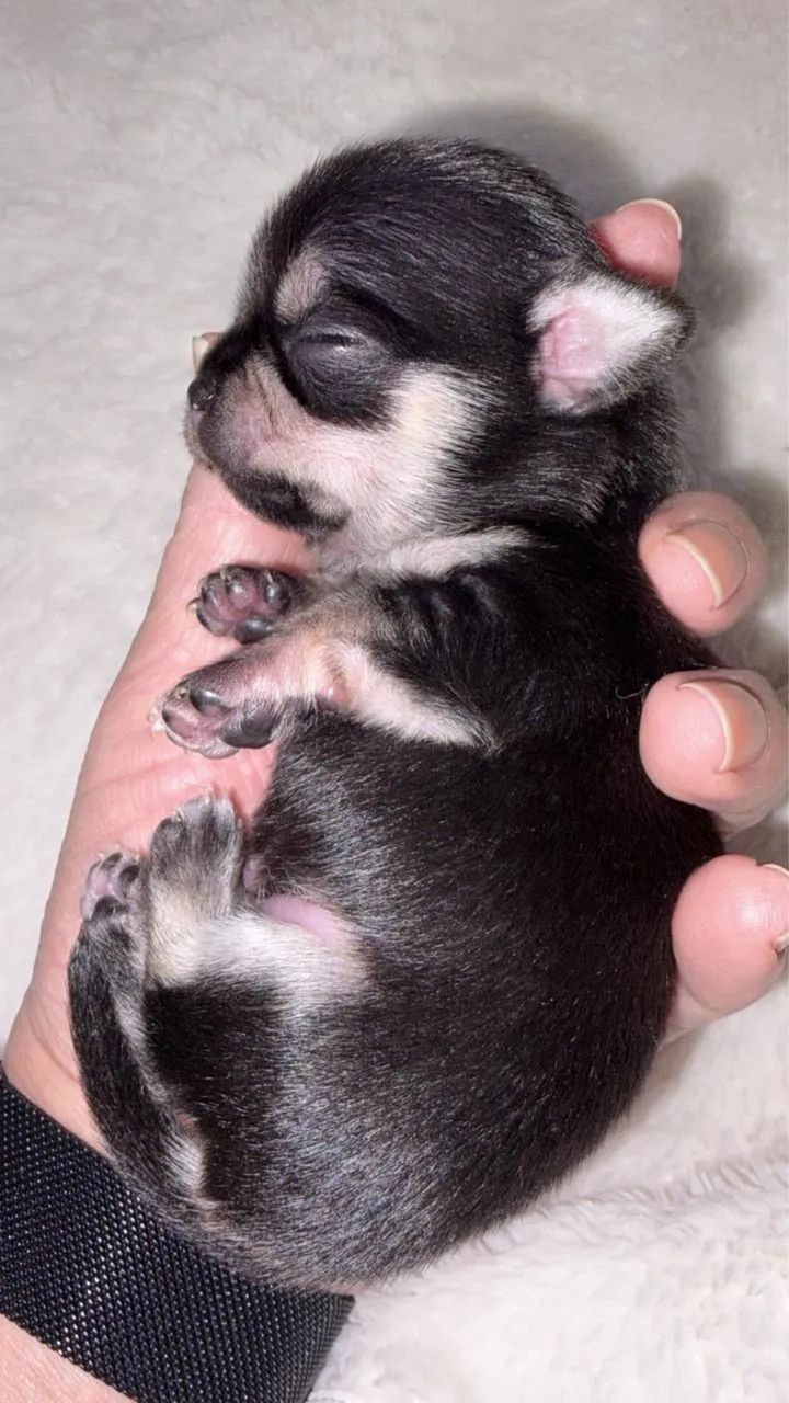 Chihuahua macho filhotes  - Foto 2