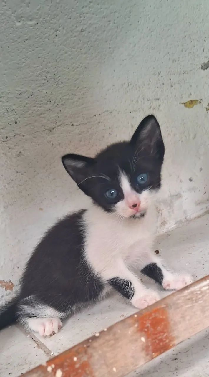 Adoção  - Foto 3