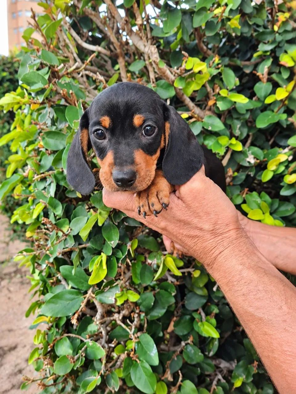 Dachshund filhotes - Foto 2