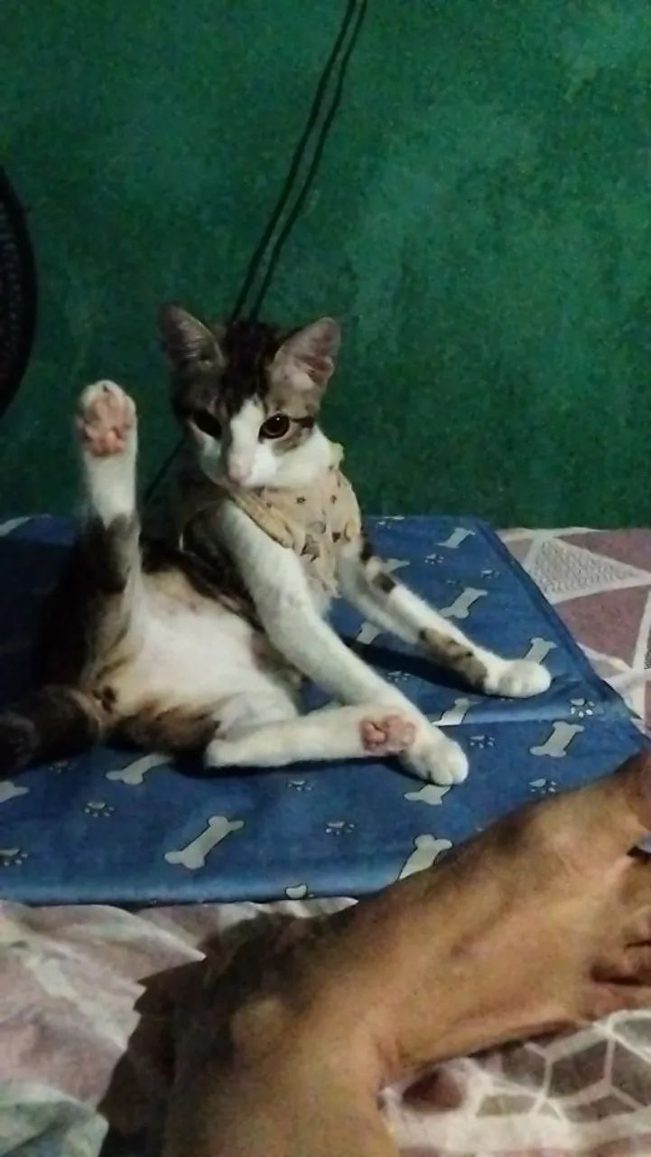Doação responsável doação de duas gatinha castrada 