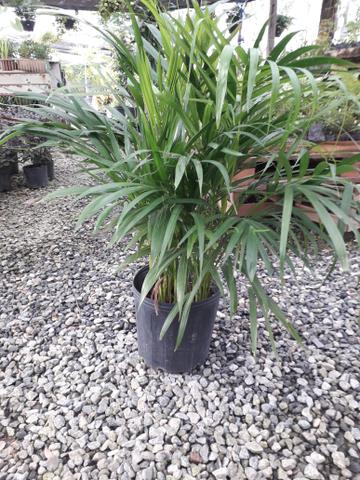 Vendo Palmeiras areca