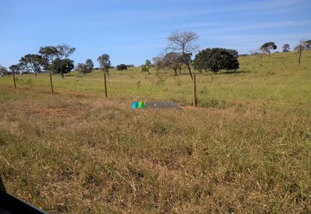 FAZENDA À VENDA - 300 HECTARES - PITANGUI (MG) - Foto 12