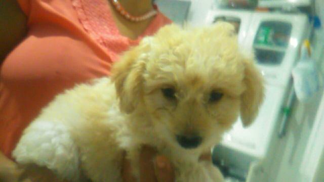 Poodles filhotes