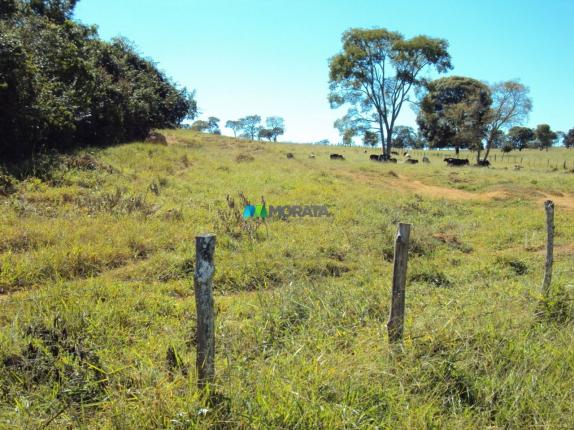 FAZENDA À VENDA - 300 HECTARES - PITANGUI (MG) - Foto 6