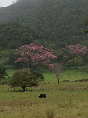 Fazenda - 1100 Hectares - Cáceres/MT - Foto 7