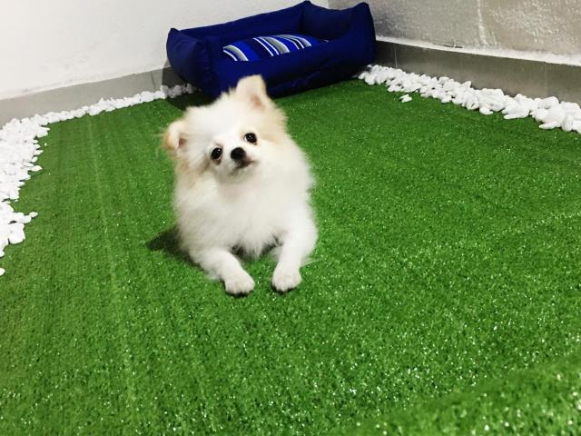 Lindos filhotes de Spitz Alemão anão Lulu da Pomerania anão