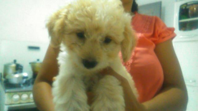 Poodles filhotes - Foto 2