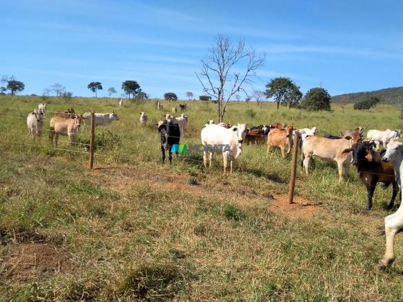 FAZENDA À VENDA - 300 HECTARES - PITANGUI (MG) - Foto 9