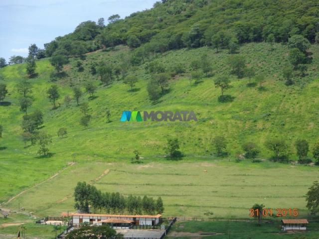 Fazenda haras – 990 hectares - sete lagoas (mg) - Foto 10