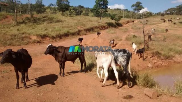 FAZENDA À VENDA - 187 HECTARES - ONÇA DO PITANGUI (MG) - Foto 12