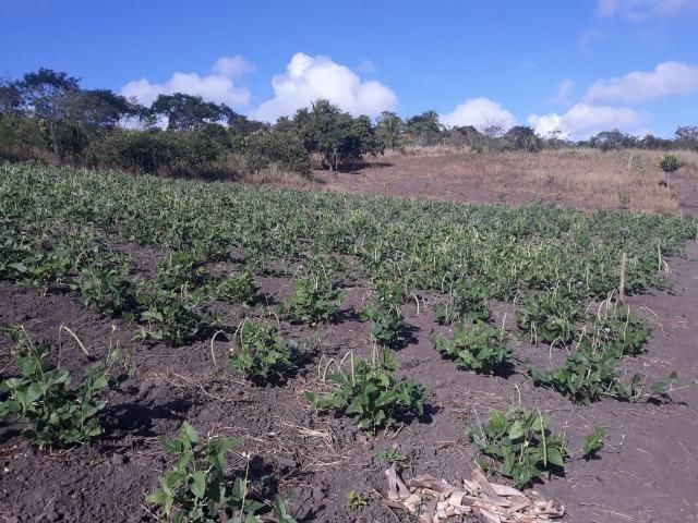 Chã de Alegria= Vend. 125 mil reais=10 Hect.=Casa,Pastos,Energia,Água e mais - Foto 4