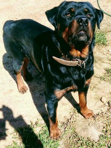 Vendo filhote de rottweiler
