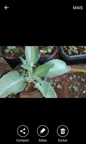 Vendo mudinhas de aranto plantas medicinais para o tratamento d cáncer