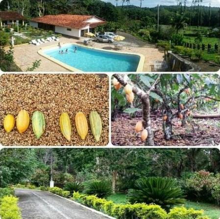 Lindíssima fazenda de cacau , 500 ha (cabruca, mata atlântica) - Foto 2