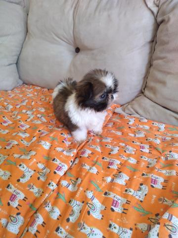 Linda shih Tzu mini - Foto 2