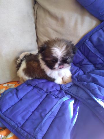 Linda shih Tzu mini - Foto 4