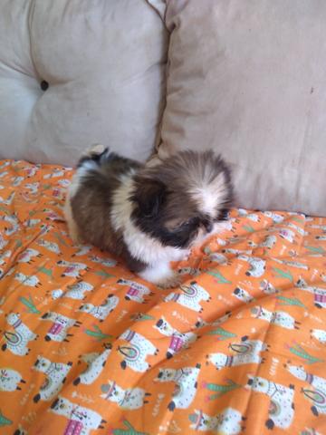 Linda shih Tzu mini