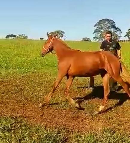 Potra Alazã mangalarga marchador