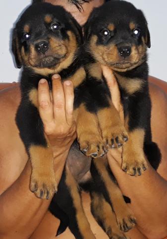 Vendo filhotes de Rottweiler - Foto 2