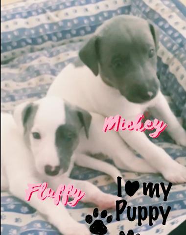 Maravilhosos filhotes whippet 45 dias