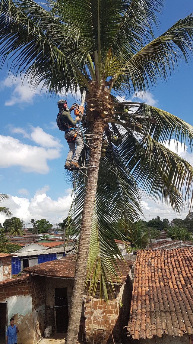 Poda de árvore ? limpeza e remoção de material