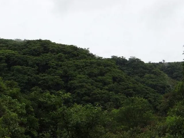Santarém 4.730 hectares , no coração da Amazônia. totalmente na mata virgem