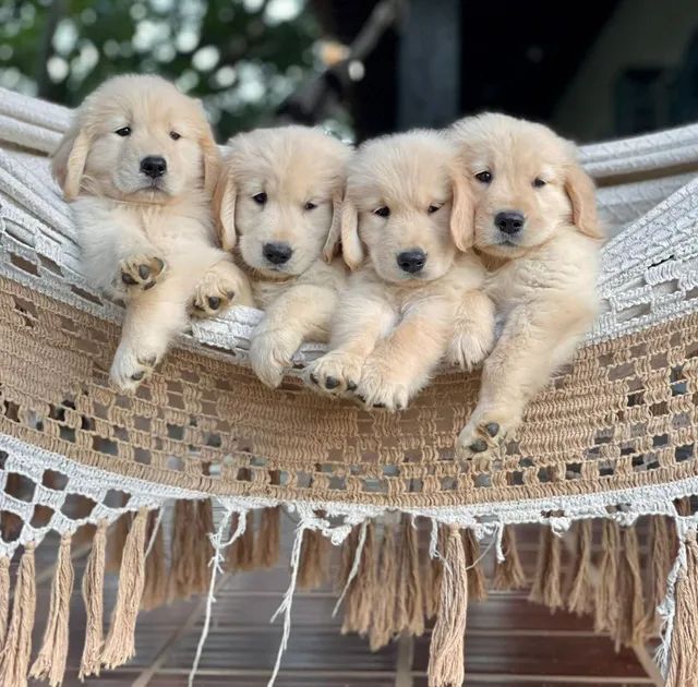 Tradução do amor! ♥️ #amor #goldenretriever #cachorro #fy