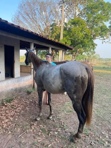 Potra quarto de milha  - Foto 4