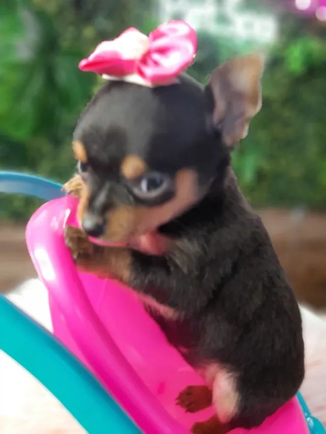 Pinscher linda  !!! Emocione quem é Especial com melhor Presente 