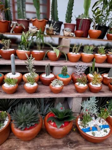 Vasos de cactos e suculentas  - Foto 5