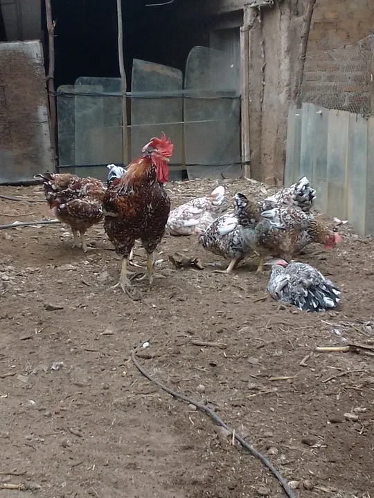 12 +4 ovos férteis de galinha sertaneja balão