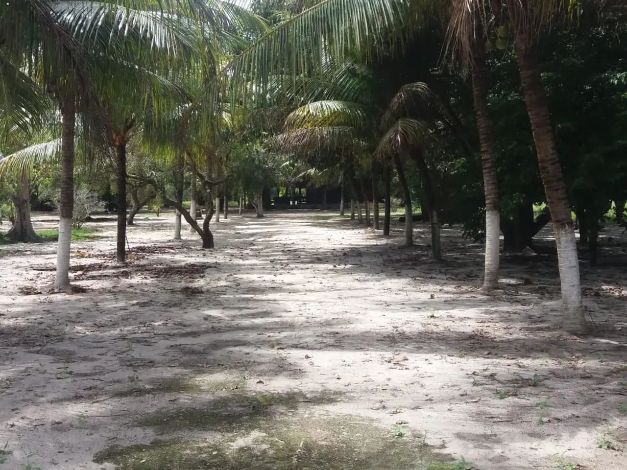 Apenas venda Excelente granja  - Foto 3