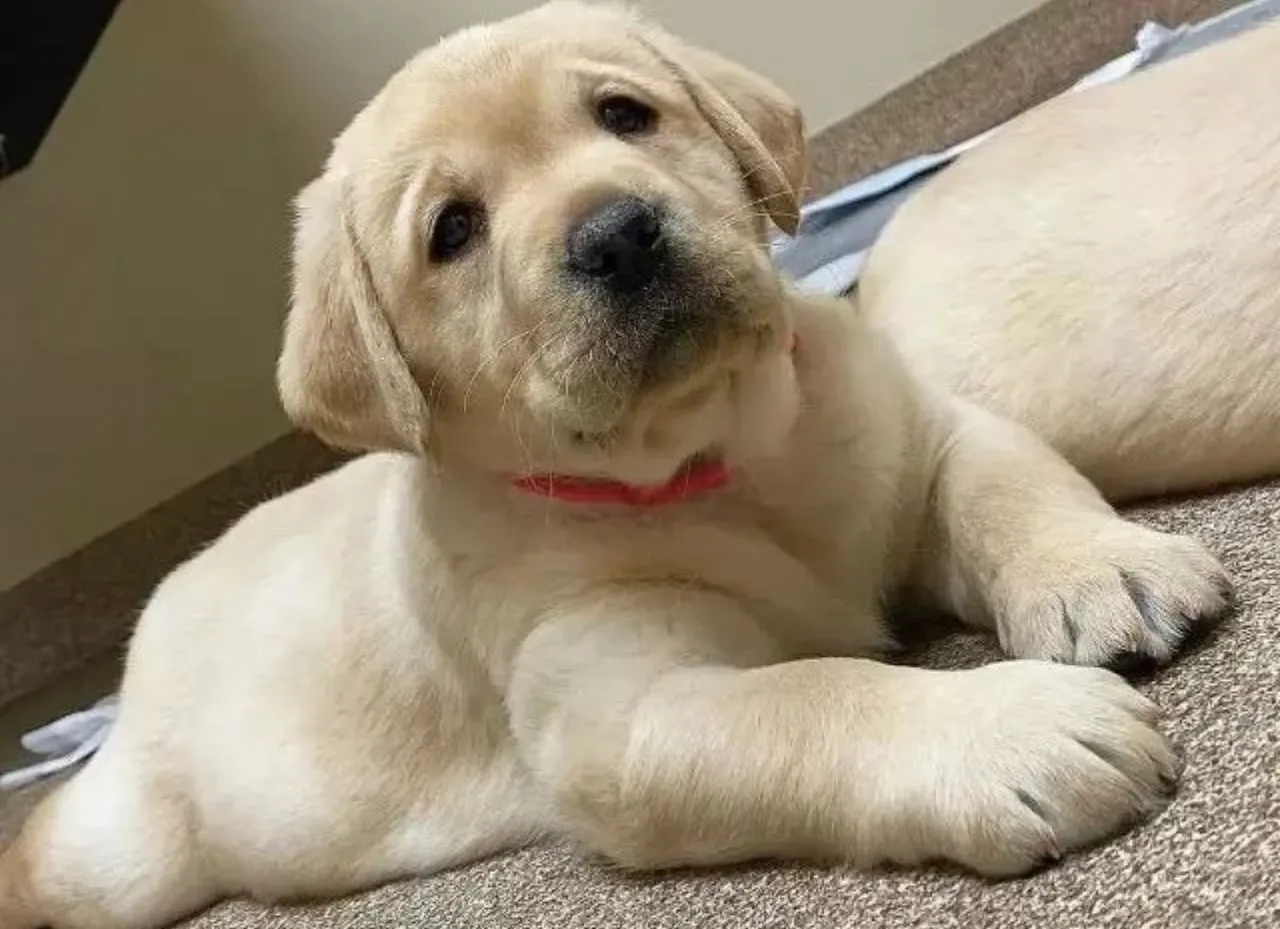 Labrador macho e fêmea com pedigree