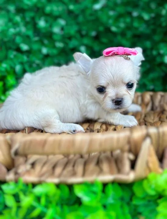 Chihuahua Fêmea - Pêlo longo para reserva  - Foto 3