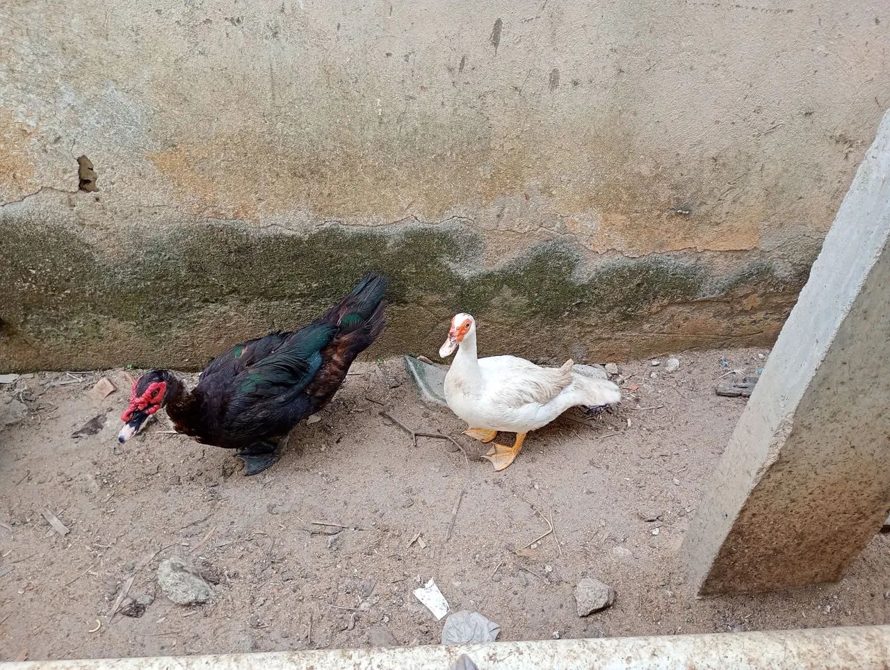 Pato Macho  - Foto 2