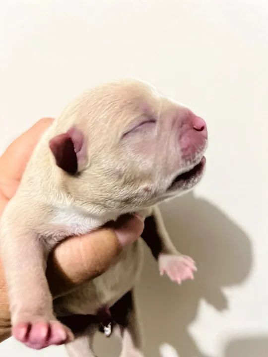 Américan bully  - Foto 4