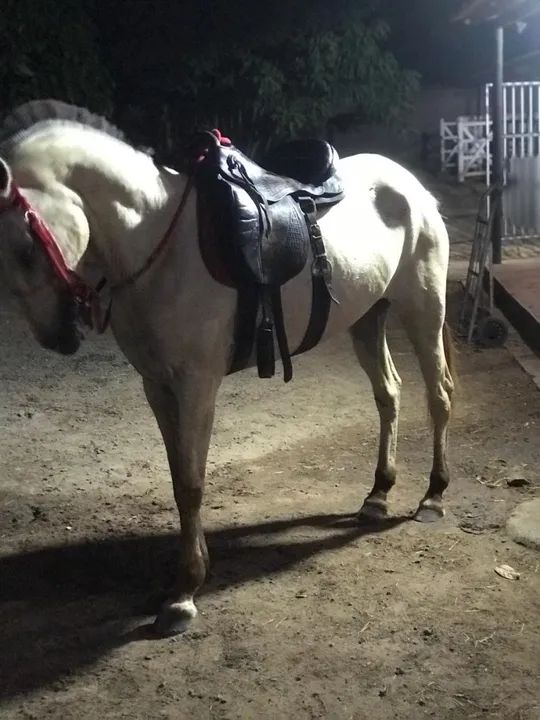 Egua de picado - Foto 3