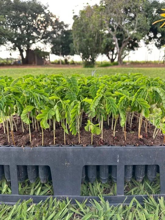 Mudas de Tamarindo - Pronta para o Plantio - Foto 5