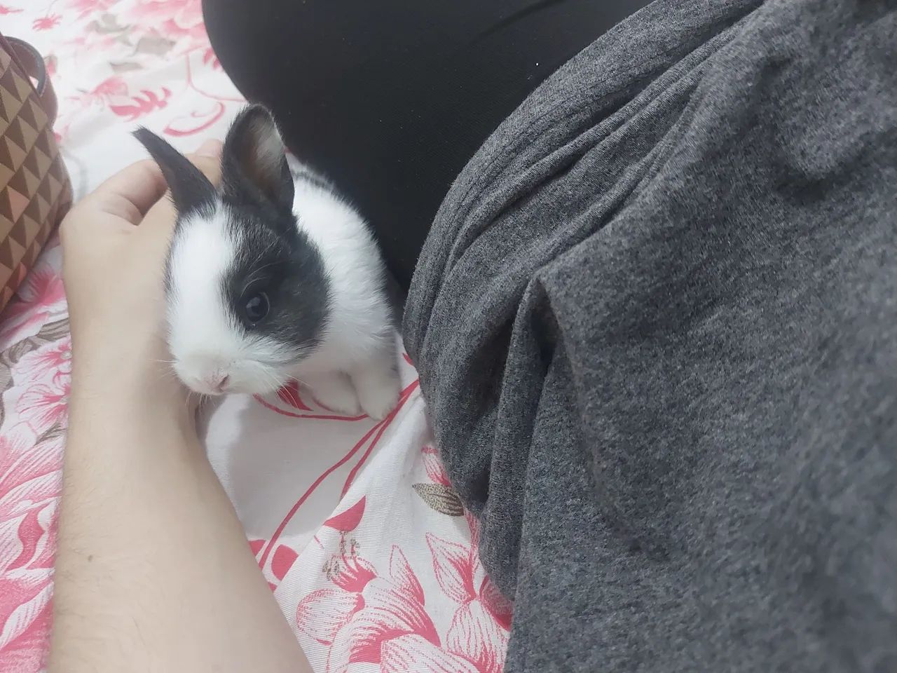 Escolha seu coelhinho -Mini