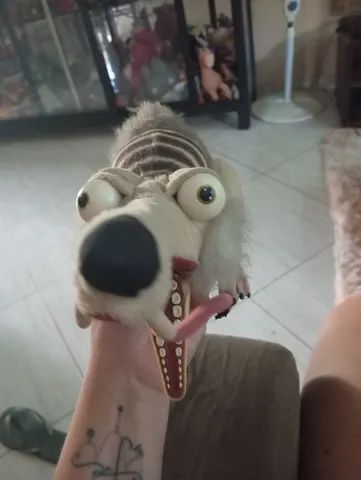 Esquilo era do gelo  - Foto 2