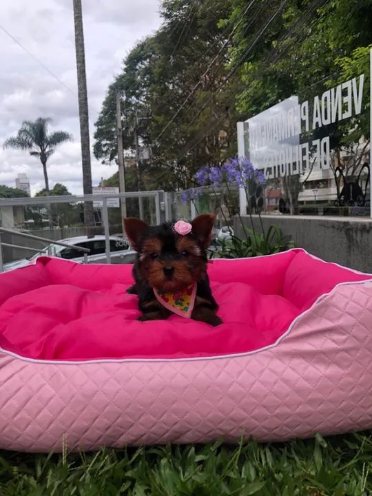 Yorkshire terrier amor incondicional em cada patinha 