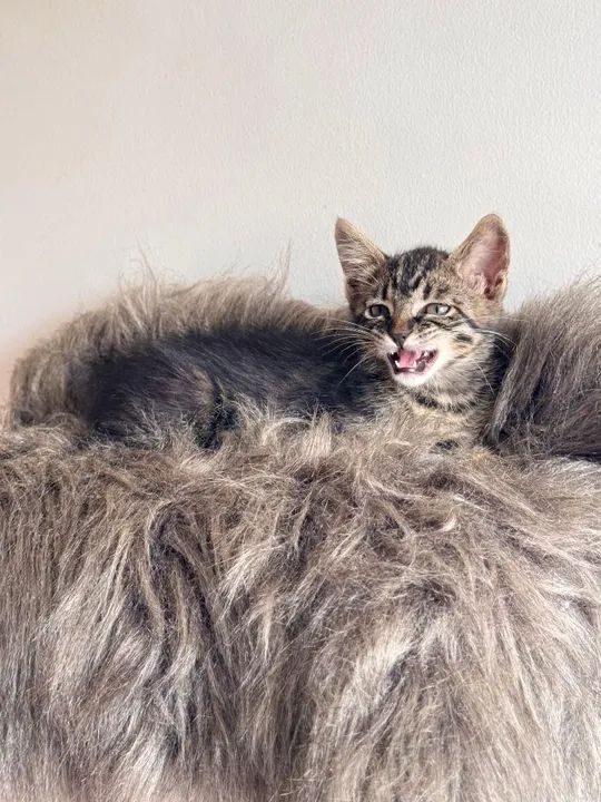 Gato macho lindíssimo 3 meses - Foto 2