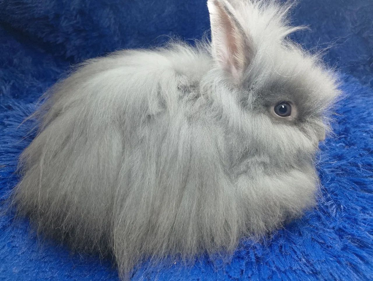 Anão Teddy dwerg(cor azul de Viena)raro ZAP:83