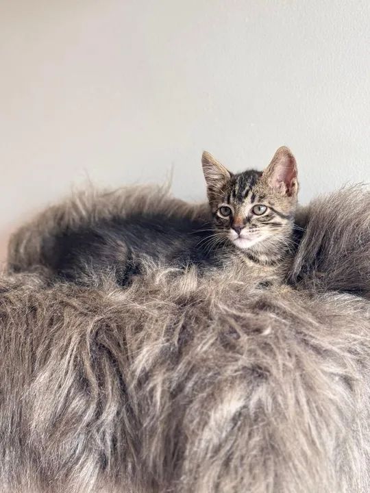 Gato macho lindíssimo 3 meses - Foto 6