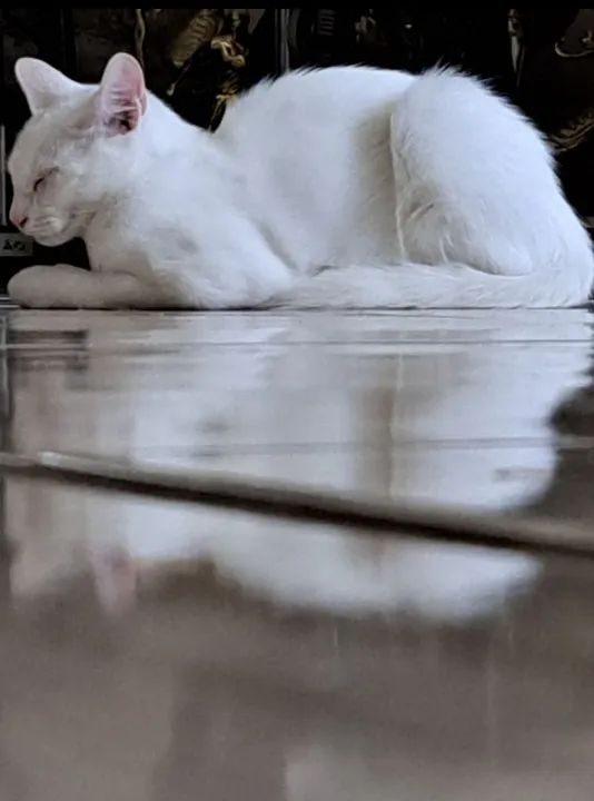 Lindos gatinhos branquinhos - Foto 5