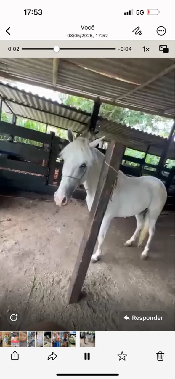 Cavalo pra calvalgada 
