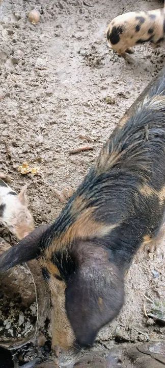 Leitoa para venda. - Foto 2